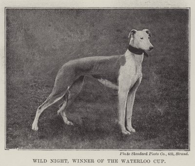 Wild Night, vinder af Waterloo Cup af English Photographer