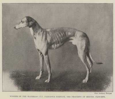 Vinder af Waterloo Cup, Fabulous Fortune, Messers Fawcetts ejendom af English Photographer
