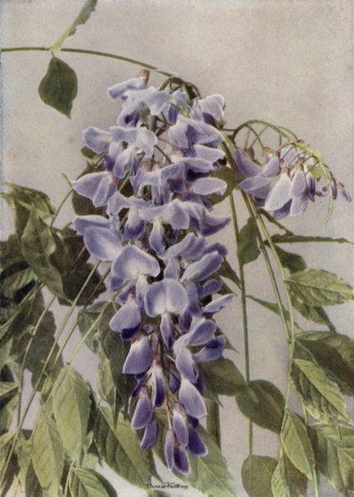 Wistaria Chinensis (farvefoto) af English Photographer
