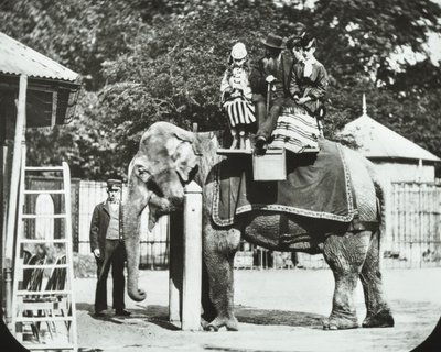 Zoological Gardens, Regents Park: elefant med voksne og børn på tur, London Zoo, 1894 af English Photographer