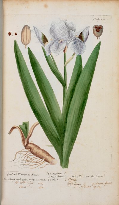 (Have) Flower-de-Luce. En iris fra 