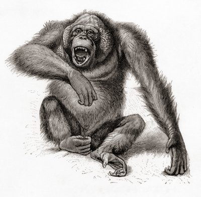 En orangutang fra Borneo, Pongo pygmaeus, også stavet orangutang, orangutang eller orangutang. Fra Meyers Leksikon, udgivet 1924 (print) af English School