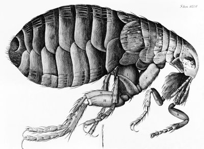 En loppe fra mikroskopobservation af Robert Hooke (1635-1703), 1665 af English School