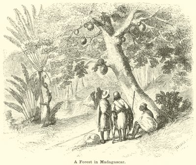 En skov på Madagaskar af English School