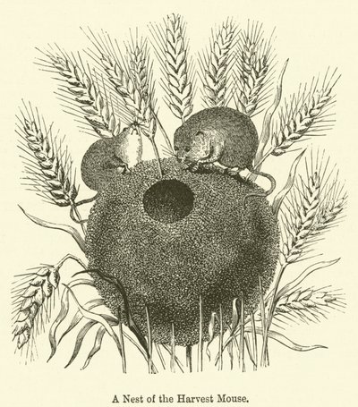 A Nest of the Harvest Mouse (gravering) af English School