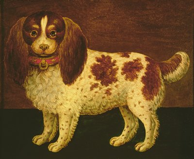 En spaniel af English School