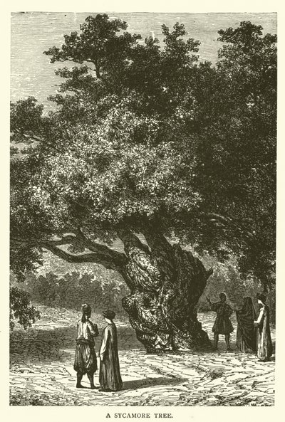 Et platantræ (gravering) af English School