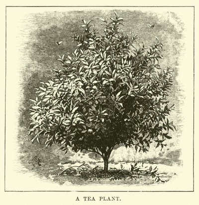 Eine Teepflanze von English School