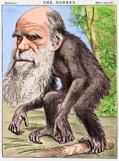 "A Venerable Orang-outang", en karikatur af Charles Darwin som en abe af English School