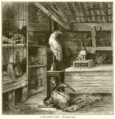 Ein Wildtierladen von English School