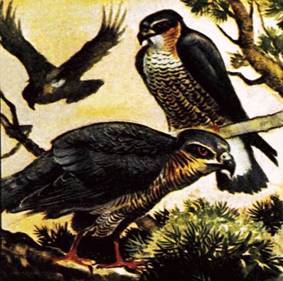 En række høge af English School