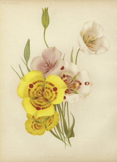 En gruppe af Calochorti af English School