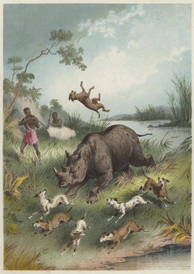 A rhinocerus hunt  af English School