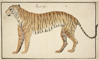 En kongelig tiger fra Serfagee of Tanjores samling af English School