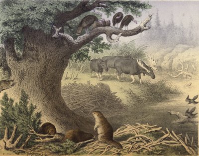 En scene i det nordlige Canada, vaskebjørnen, bæveren, vilde kalkuner, elgen, passagerduen af English School