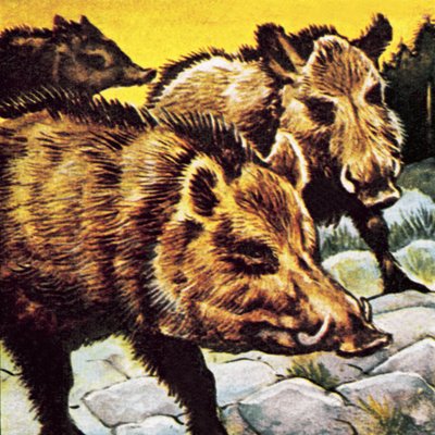 En sunder af orner af English School