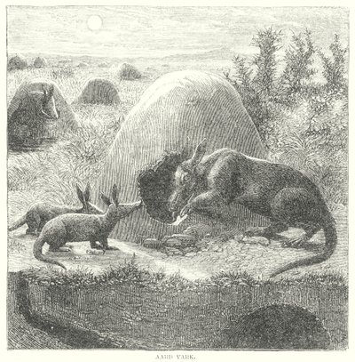 Jordsvin (gravering) af English School