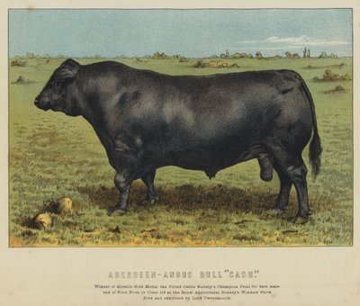 Aberdeen-Angus-tyr "Cash" (farvelitografi) af English School
