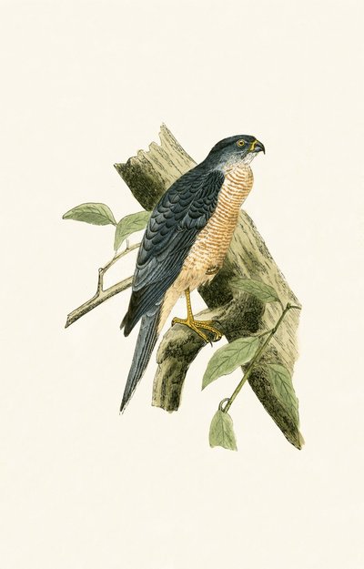 Accipiter Sphenurus, illustration fra 