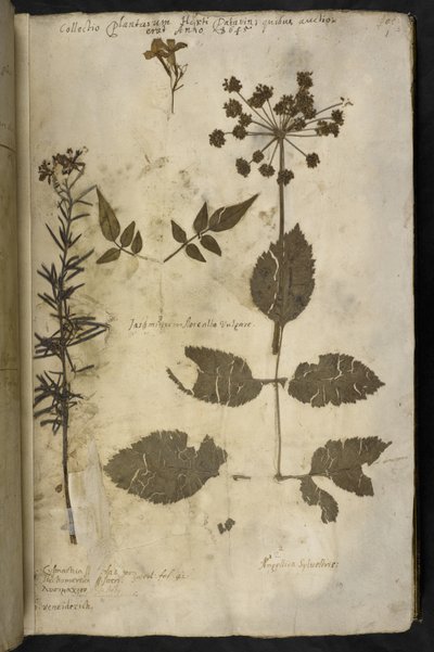 Tilføj MS 78334 f.3r Tørret planteprøve med forklaring, fra 