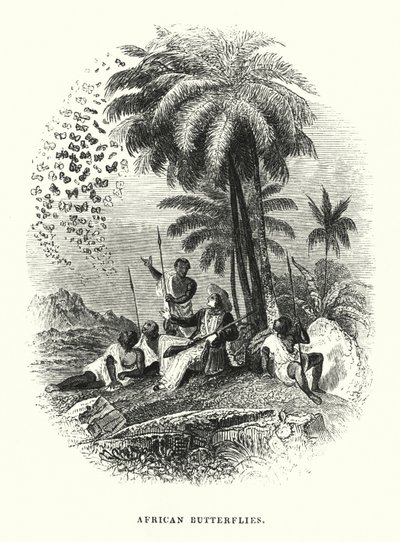 Afrikanske sommerfugle (gravering) af English School