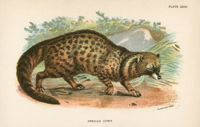 Afrikansk Civet af English School