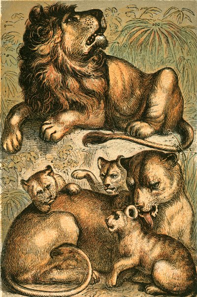 Afrikansk løve, løvinde og unger af English School