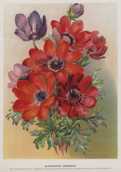 Aldborough Anemoner af English School