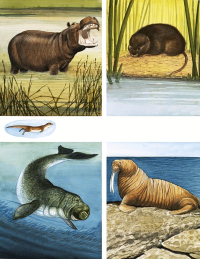 Alle slags vandboere af English School