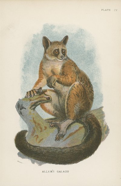 Allens Galago af English School