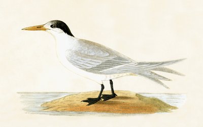 Allied Tern, illustration fra 