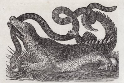 Alligator (gravering) af English School