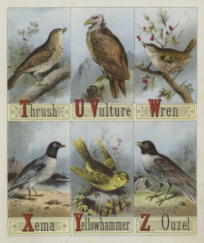 Fuglenes alfabet (litho-farve) af English School