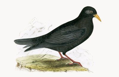 Alpine Chough, illustration fra 