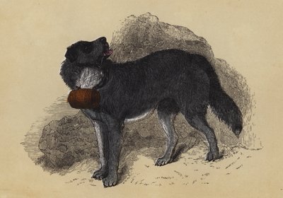 Alpine Mastiff (farvelitografi) af English School