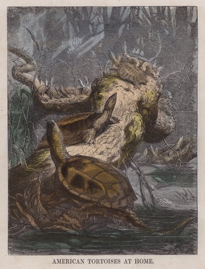 American tortoises at homedani af English School