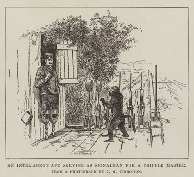 En intelligent abe, der tjener som signalmand for en krøblingmester af English School