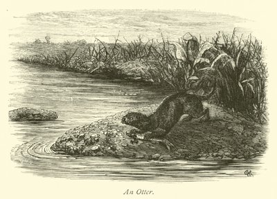 En Otter af English School