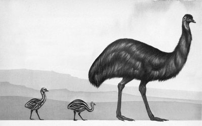 En emu med sine kyllinger af English School