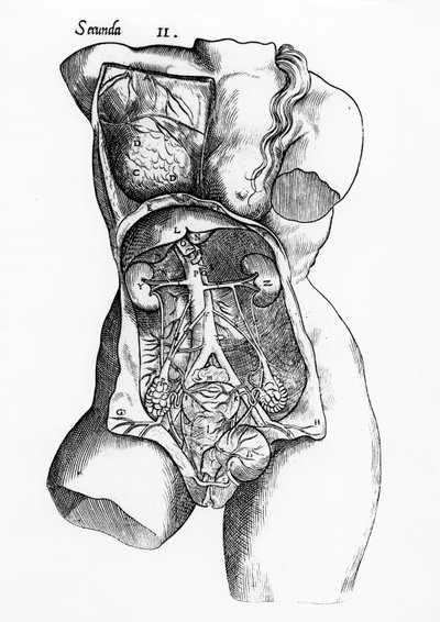 Anatomisk undersøgelse af den kvindelige menneskekrop af English School