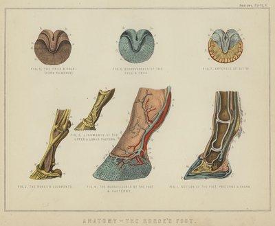 Anatomi, hestens fod (farve litho) af English School