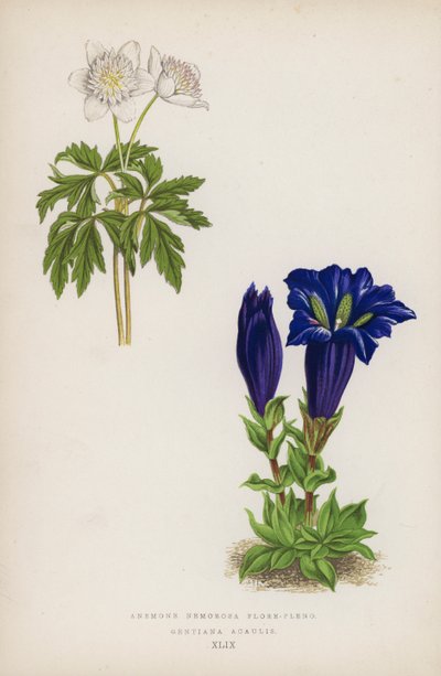 Anemone Nemorosa i fuld blomst; Gentiana Acaulis (farve litho) af English School