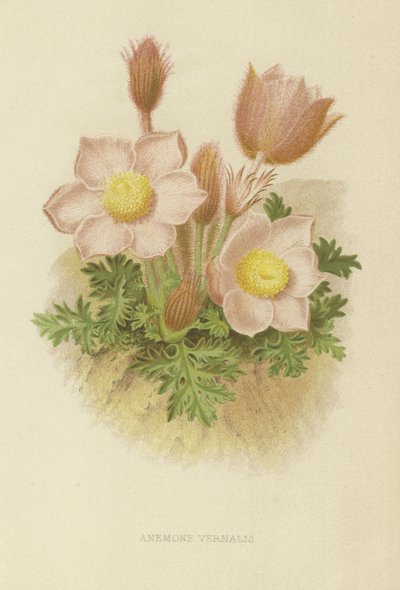 Anemone vernalis af English School