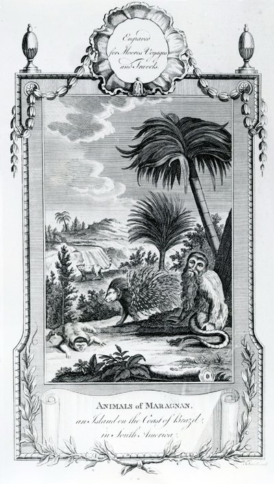 Animals of Maragnan, illustration taget fra Moores Voyages and Travels, 1778 af English School