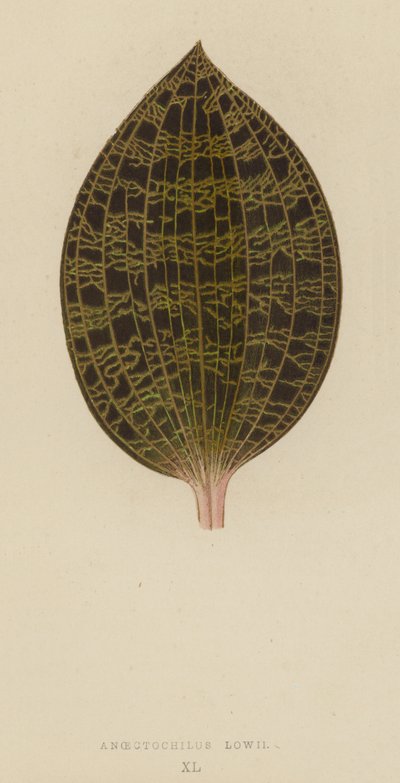 Anoectochilus Lowii af English School