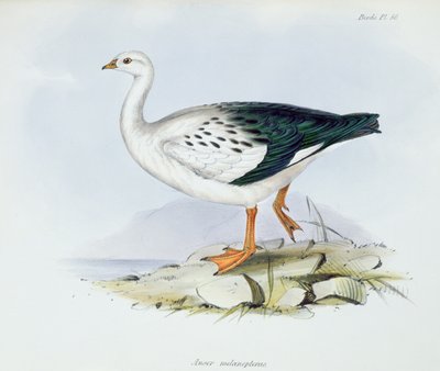 Anser Melanopterus, fra The Zoology of the Voyage of H.M.S. Beagle 1832-36, af Charles Darwin (1809-92), 1840 af English School
