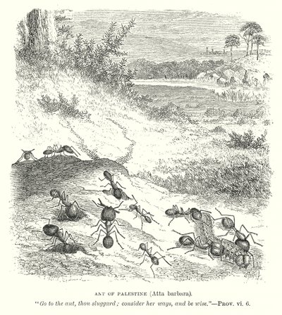 Ameise von Palästina (Atta Barbara) (Gravur) von English School