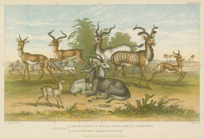 Antiloper (farvet gravering) af English School