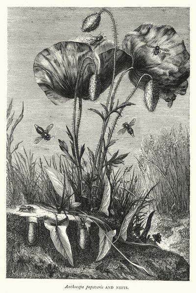 Anthocopa papaveris og reder (gravering) af English School