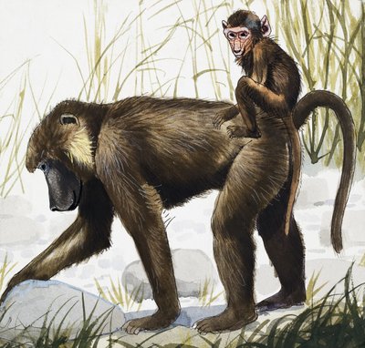 Abe med baby (gouache på papir) af English School